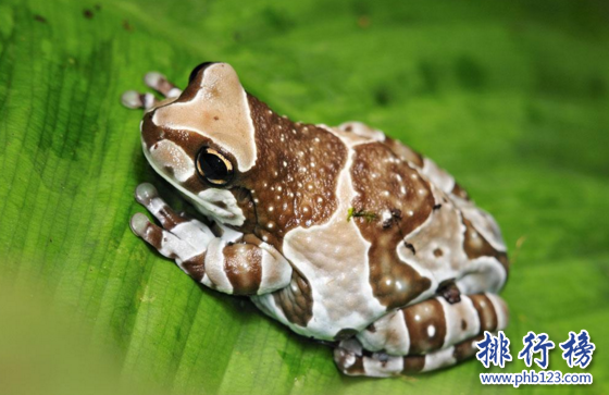 世界上最奇特的树蛙,牛奶蛙身穿棕白迷彩服（保护色）