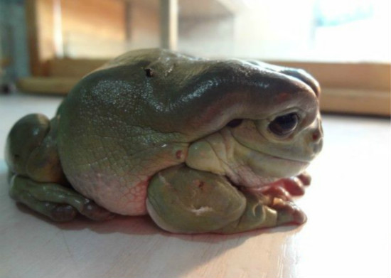 世界上最受欢迎的青蛙，温和亲人的老爷树蛙