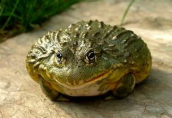 世界上最具有攻击性的青蛙,非洲牛箱头蛙(地狱猎食者)