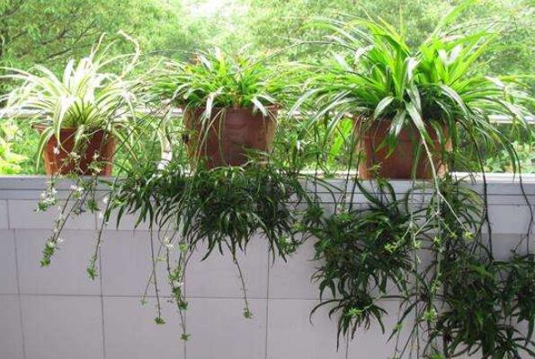 十大净化空气植物 富贵竹上榜，第十被称为天然的清道夫