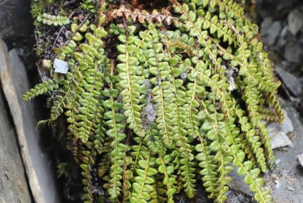 中国十大国家保护草本植物，黄山梅上榜，第一是最耐寒的蕨类植物