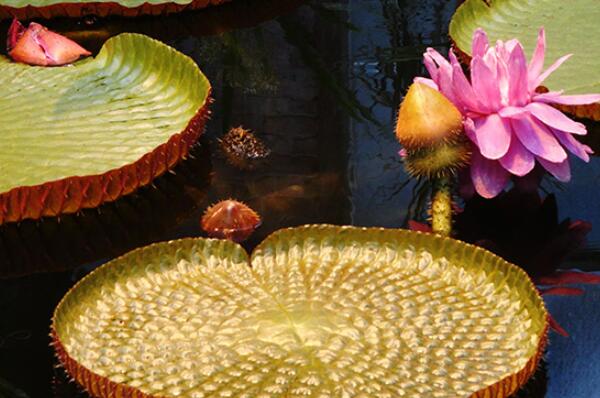 世界最稀有的十大花卉植物，鬼兰上榜，第四被誉为世界花王