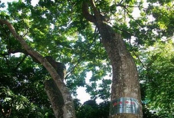 中国十大珍贵树种盘点，沉香木上榜，第六被称为植物木乃伊