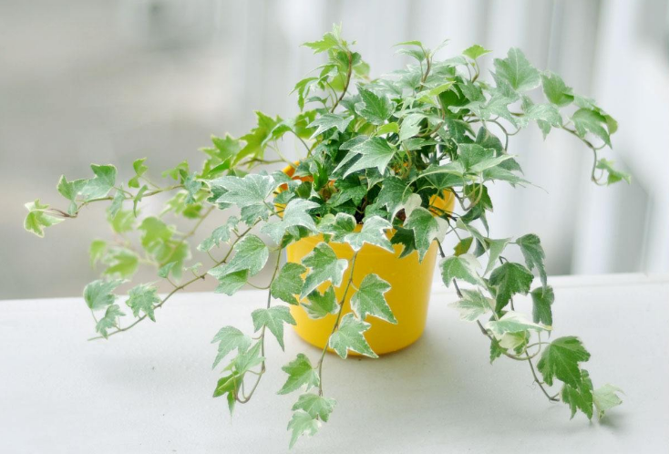 10种室内最好养的植物 观赏价值高还可以净化空气