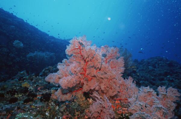 世界十大面积最大的海，地中海上榜，第一海中有大堡礁
