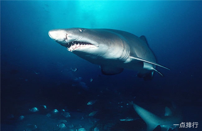史上最危险十大海洋生物 大白鲨仅排倒数第三