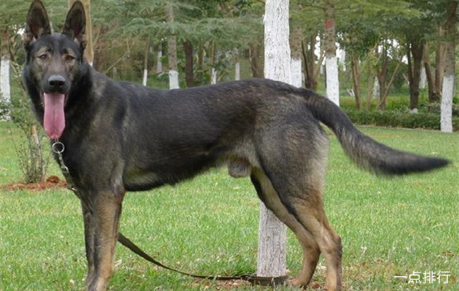 中国十大警犬品种排名 罗威纳犬只能排第二