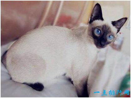 世界上耳朵最大的猫，一对大耳宛若精灵