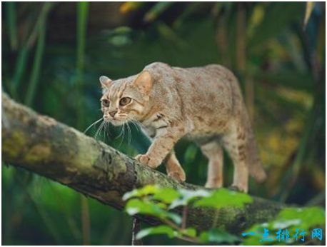 世界上最小的野猫，锈斑豹猫体重不超过4斤