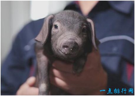 世界上最贵的猪，网易味央黑猪一头卖出近11万元高价