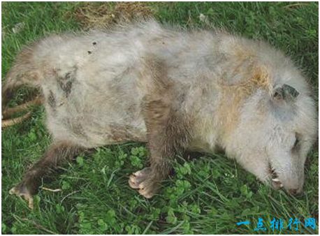 世界上最会装死的动物，负鼠装死时呼吸和心跳都会停止