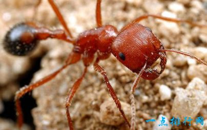 世界上最危险的十种昆虫 疟蚊每年致50万人死亡