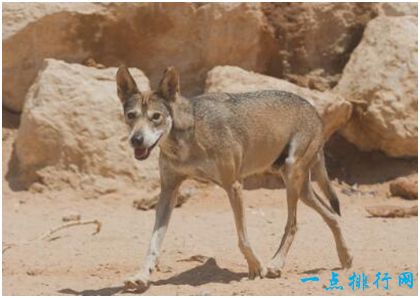 世界上最小的狼，阿拉伯狼肩高仅半米多