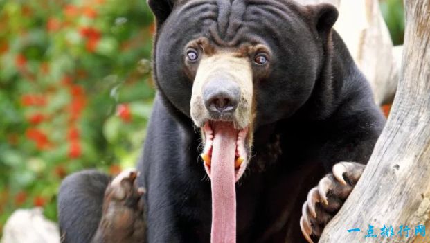 世界上最大的熊Top10 大熊猫全球第七！