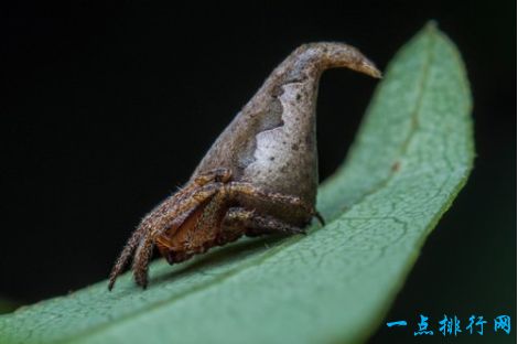 世界十大奇特新物种   千足虫有414条腿和4个生殖器