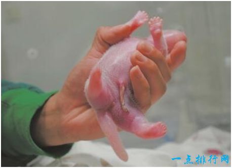 世界上首例混血熊猫，是圈养种群与野生种群结合的产物