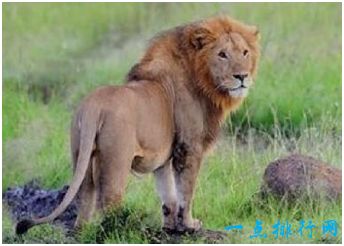 世界上最小的狮子，索马里狮最大体长都不足2米