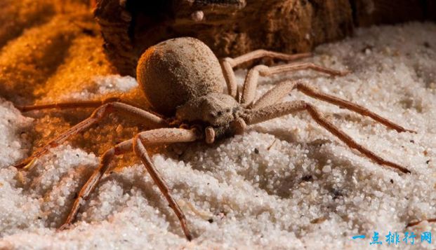 世界上最毒的10种蜘蛛   见到了一定要绕着走