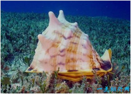 世界上最大的海螺，唐冠螺体长30厘米，十分珍贵
