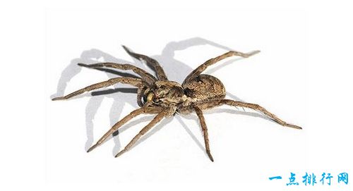 世界上最毒的十大蜘蛛 巴西漫游蜘蛛位居第一