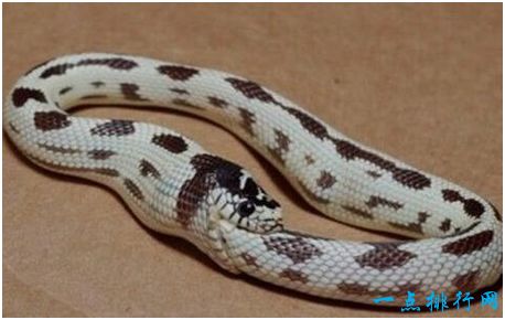 世界上最无聊的蛇，环箍蛇会像猫狗一样捕捉自己的尾巴