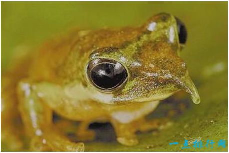 世界上最神奇的蛙，匹诺曹蛙鸣叫时鼻子会变长
