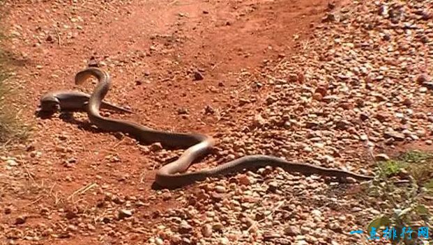 世界上最大的蛇Top10 最大的蛇竟有14.6米！