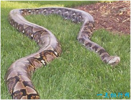 世界上最长的蛇，网纹蟒可达12米以上，吞食过人类