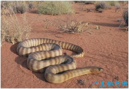 世界上最毒的蛇，细鳞太攀蛇一口毒液能杀死100人