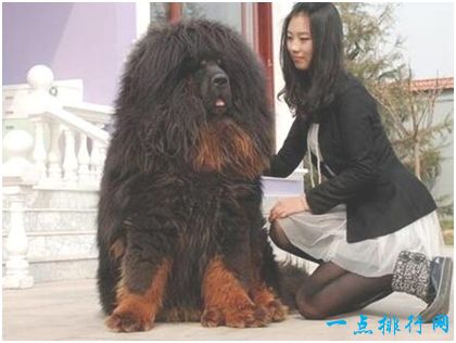 世界上最大的藏獒王，站立高度达1.8米，身价高达3000万