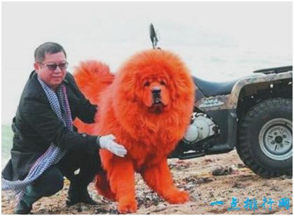 ​世界上最贵的狗，纯红藏獒被人以1580多万的高价购下