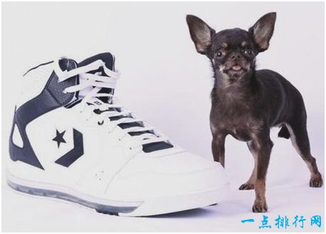 世界上最小的狗，身长不足10厘米，还没有一只鞋大