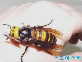 世界上最大的马蜂，日本大黄蜂体长4厘米，带有剧毒能蛰死人