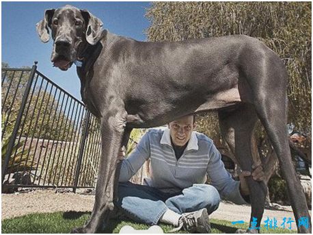 世界上最大的狗，身高一米多，后腿站立时可超过两米
