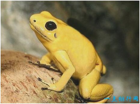 世界上最毒的蛙，黄金箭毒蛙三分钟能毒死十名成年人