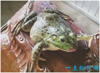 世界上最大的蛙，非洲巨蛙体长可达一米，超过成人一半身长