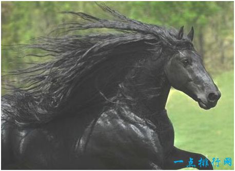世界最帅长发马，一头飘逸长发吸粉过万，配种费高达3.5万元