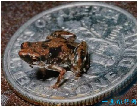 世界上最小的青蛙，阿马乌童蛙体长仅7.7毫米，比指甲盖还小