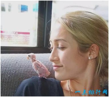 世界上没有羽毛的鹦鹉，因病掉光羽毛，仍然乐观生活