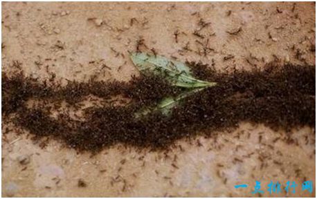 世界上最可怕的蚂蚁，行军蚁能消灭一只军队
