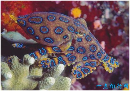 世界上最毒的章鱼，一只蓝环章鱼能在几分钟内毒死26人