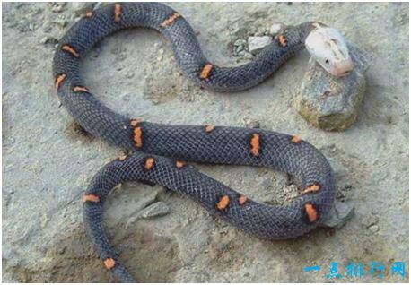 世界上最难养的蛇，喜玛拉雅白头蛇用绝食拒绝人工饲养