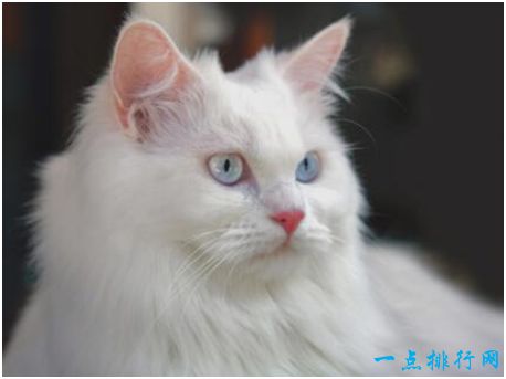 世界上最古老的猫，土耳其安哥拉猫起源于16世纪，非常喜欢水