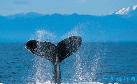 世界上最孤独的鲸鱼 只能发出52赫兹的声音
