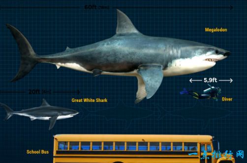十大史前巨兽 顶级掠食动物巨齿鲨