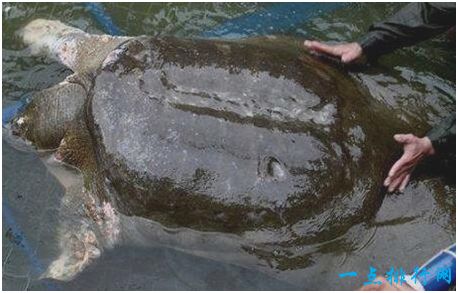 世界上最珍贵的鳖，斑鳖在全球仅剩3只，至今未繁殖成功