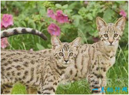 世界上最贵的猫，阿什拉猫一只售价2.4万美元，每年限量出售