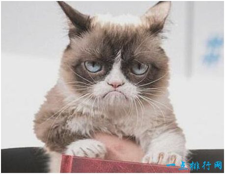 世界上身价最高的猫，不爽猫身价超过6亿元，满脸写着不开心