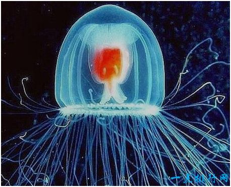 世界上最长寿的动物，灯塔水母可以返老还童，获得无限寿命