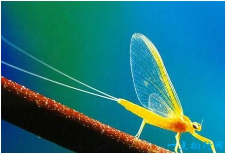 世界上寿命最短的昆虫，蜉蝣成虫只有不到一天的存活时间